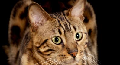 Породиста котка