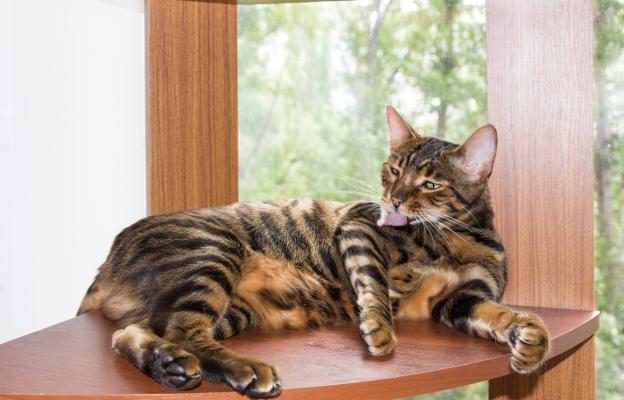 Породиста котка