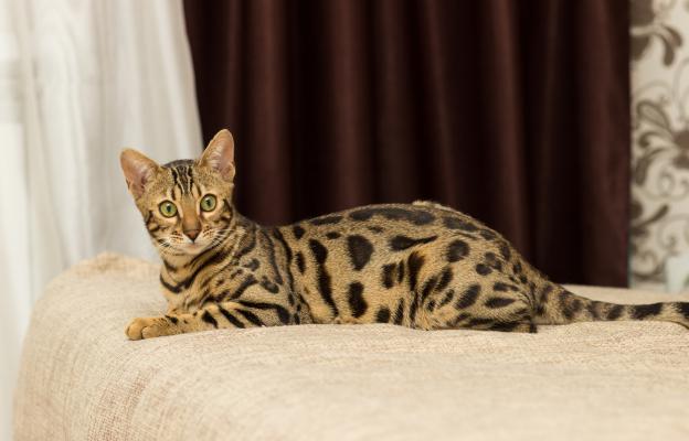 Породиста котка