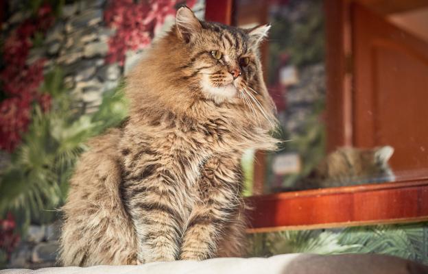 Породиста котка