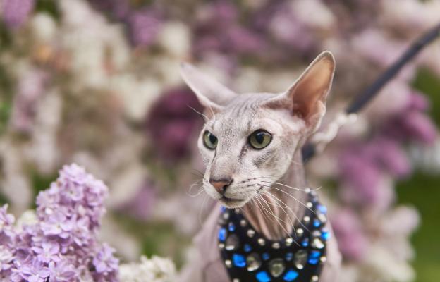 Породиста котка