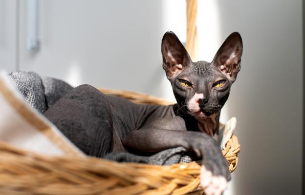 Породиста котка