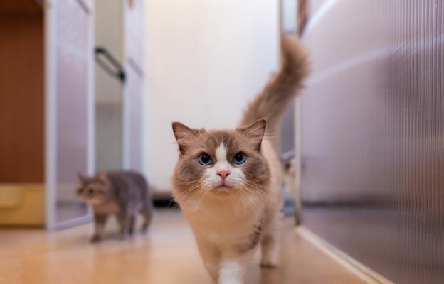 Породиста котка