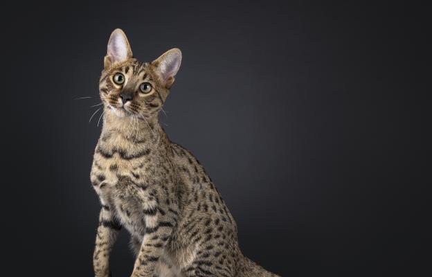 Породиста котка