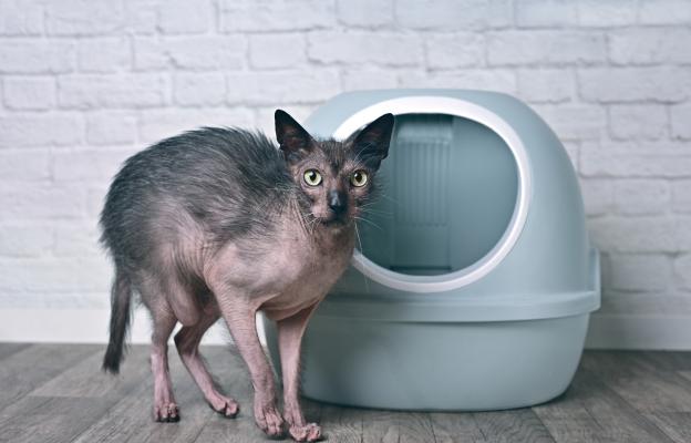 Породиста котка