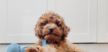 Плюсовете и минусите на Kавапу