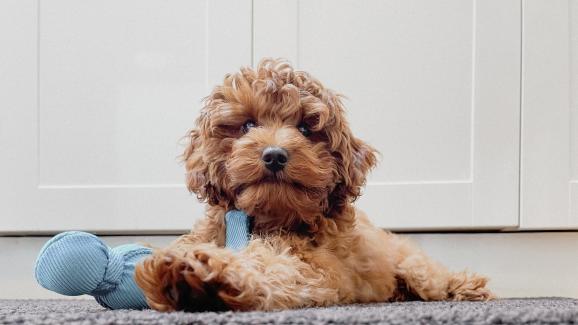 Плюсовете и минусите на Kавапу