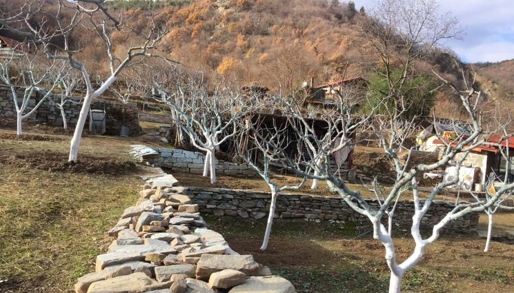 Градини - Спасението от Черната златка не е в химията