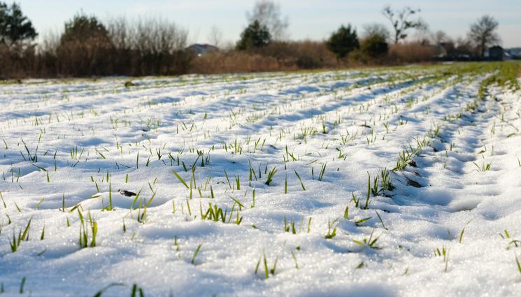 време - Снегът пази посевите