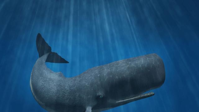 Най-големият хищник в света тежи колкото 9 слона и е по-шумен от реактивен двигател 