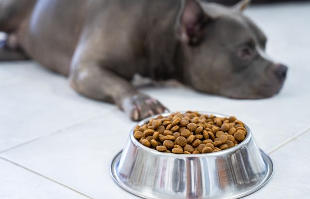 куче диария