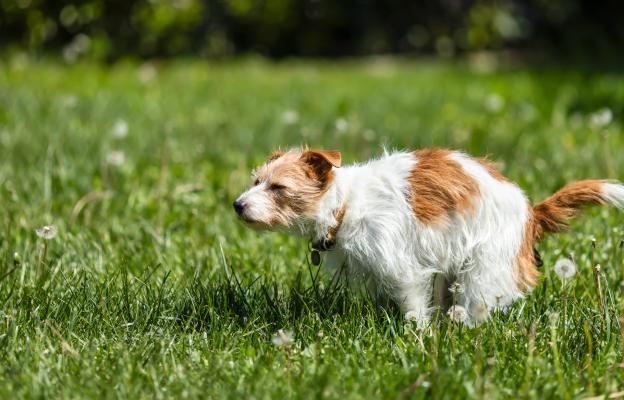 куче диария