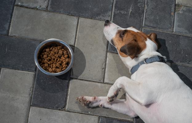 куче диария