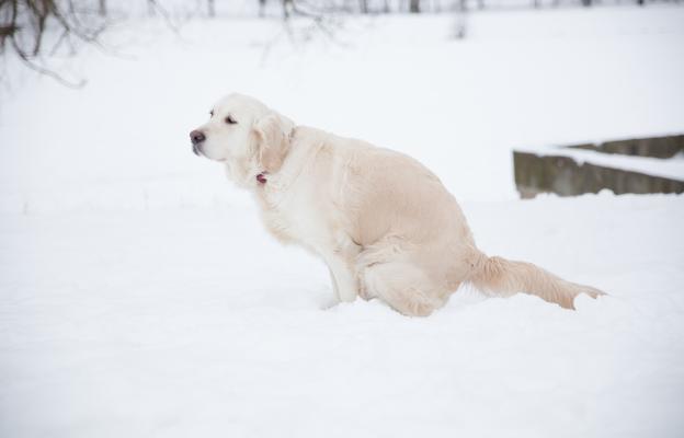 куче зима изхождане