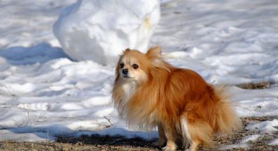 куче зима изхождане