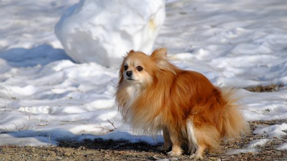 10 храни, които помагат при диария при кучето