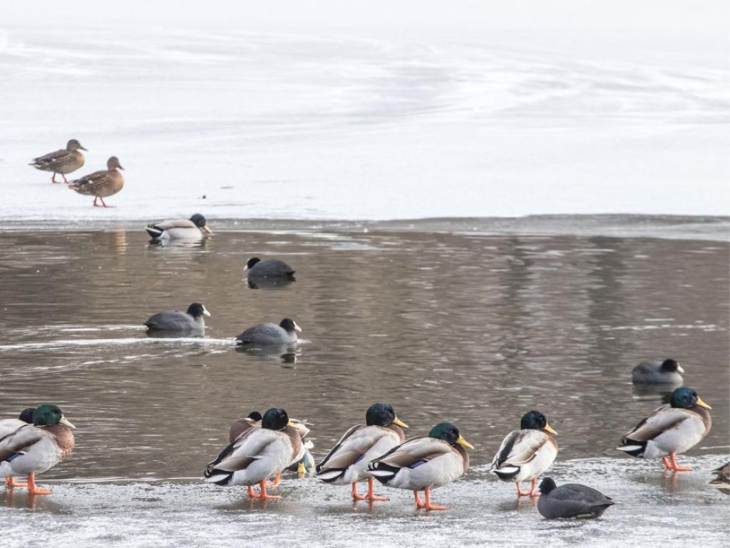 Среднозимно преброяване на водолюбивите птици