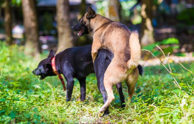 куче размножаване