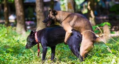 куче размножаване