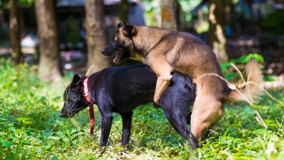 Случайно забременяване при кучетата: Какво трябва да знаят стопаните
