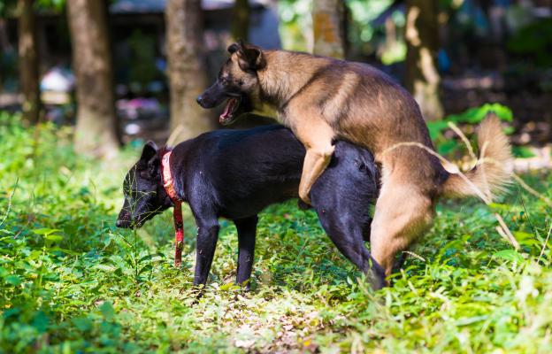 куче размножаване