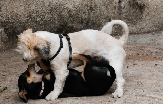 куче размножаване