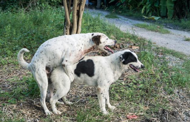 куче размножаване