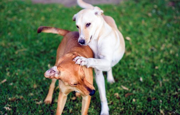 куче размножаване