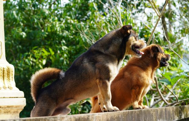 куче размножаване