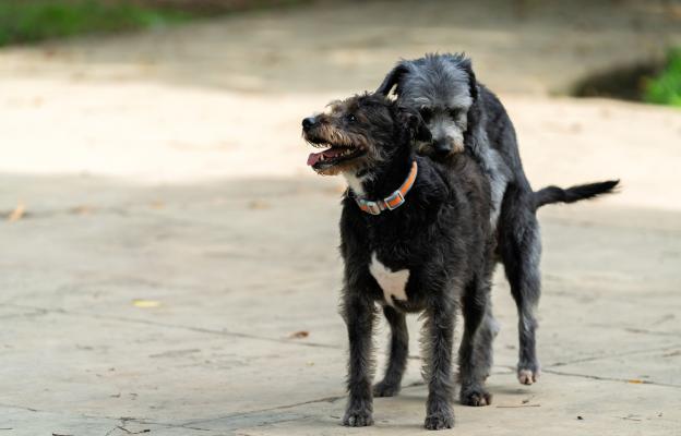 куче размножаване