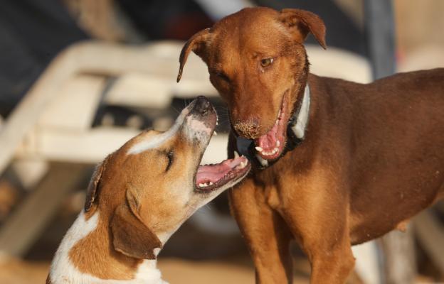 куче размножаване