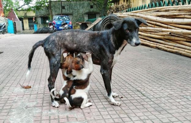 куче размножаване