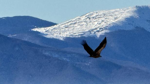 Рекорден брой белоглави лешояди в България