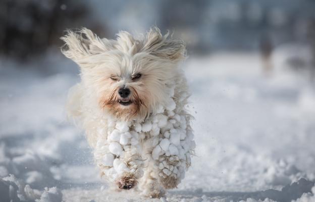 Хаванска болонка