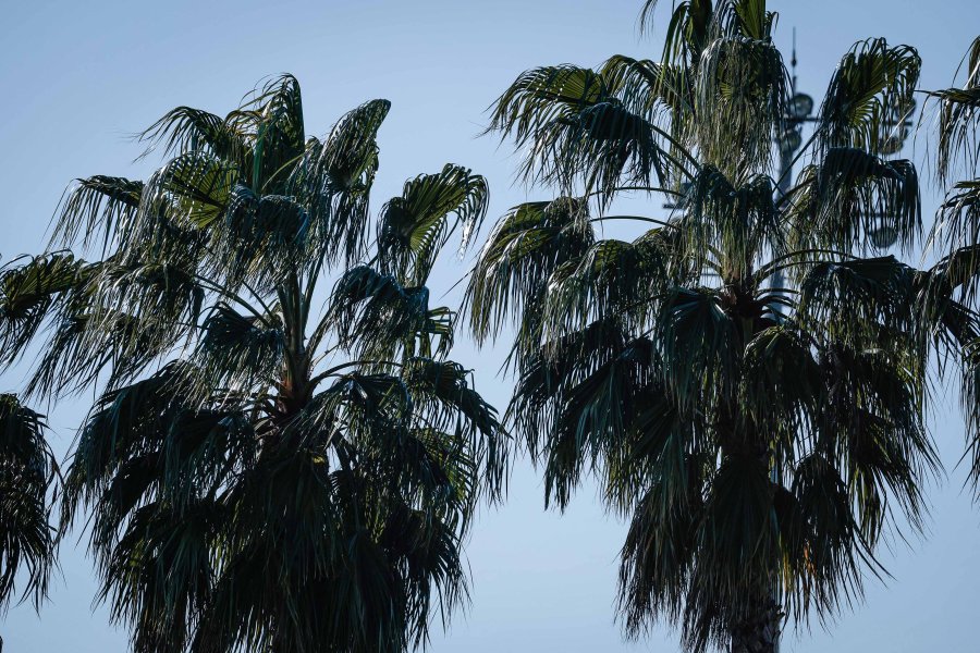 Левски Ниредхаза1