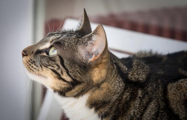 Котка в близък план