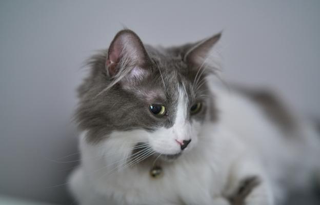 Котка в близък план