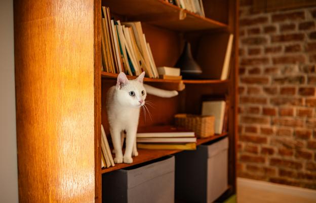 Бяла котка на етажерка