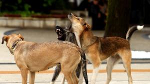 Сдружение Ветеринари в действие съвместно с Община Сандански започва кампания