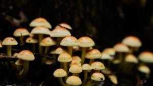 Американската биоложка Тоби Киърс получи наградата Тайлър за постижения в