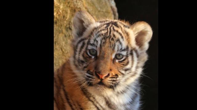 Търси се красиво име за най-сладкото тигърче в Стара Загора (СНИМКИ)