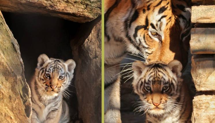 Тигър зоопарк Стара Загора - Зоопаркът в Стара Загора избира име на новото тигърче!