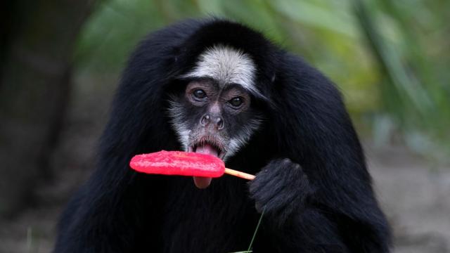 Животните в зоопарка на Рио де Жанейро получиха студени лакомства заради жегата