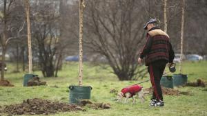 млади дръвчета