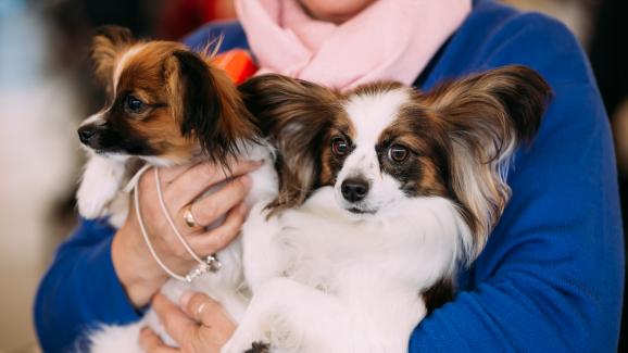 Умни, спокойни и лесни за обучение малки породи кучета