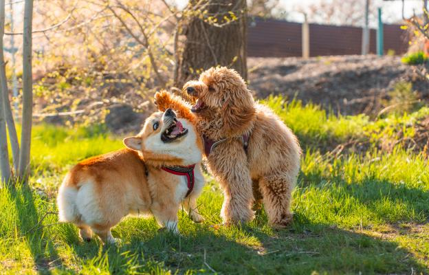 Уелско корги пембрук