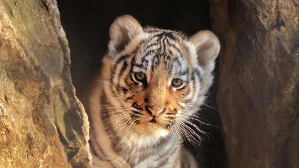 Търси се най-подходящото име на първото бенгалско тигърче, родено у нас 