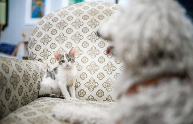 Домашна котка