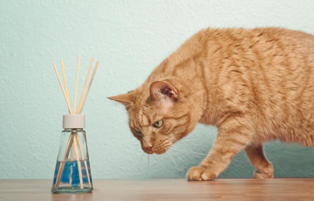 Домашна котка