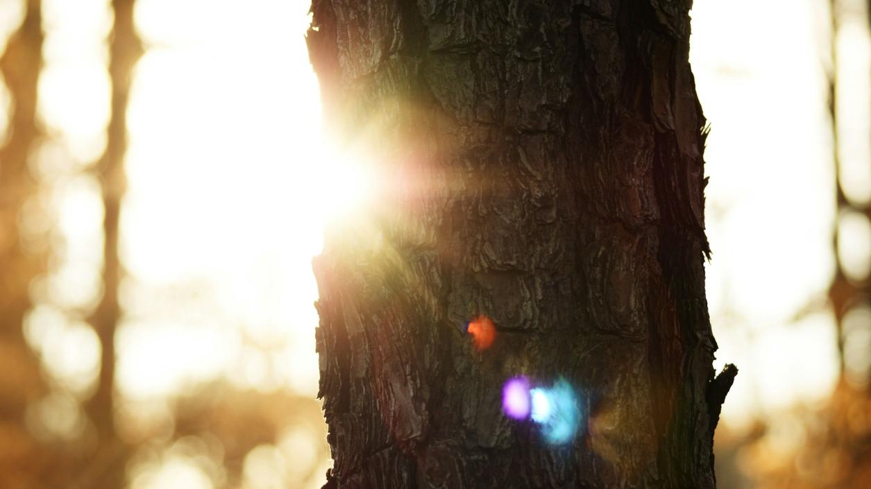 Дневната светлина подобрява работата на мозъка: Ново проучване на University of Manchester